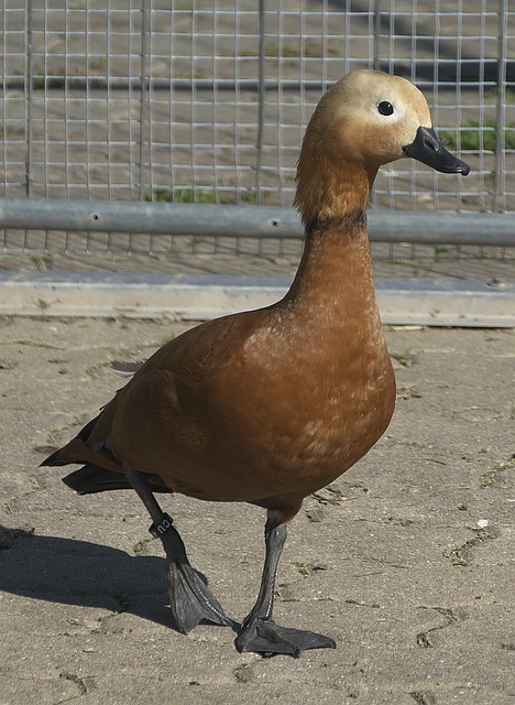 度依赖